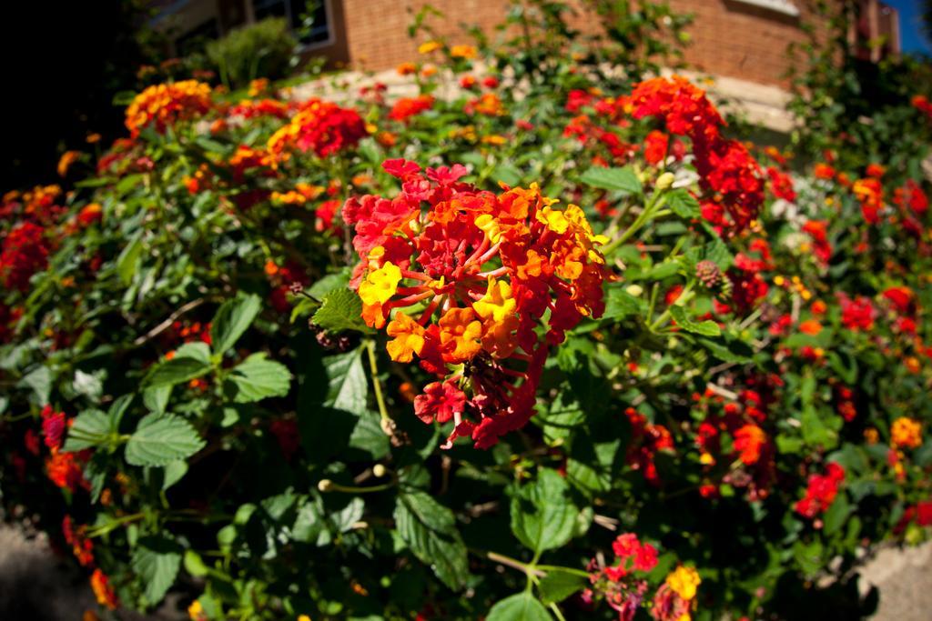 Hotel Lantana Garden Pilas Esterno foto